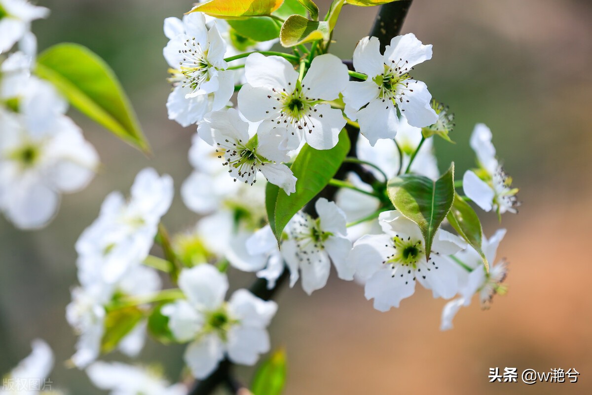 春天的颜色——红白黄紫绿