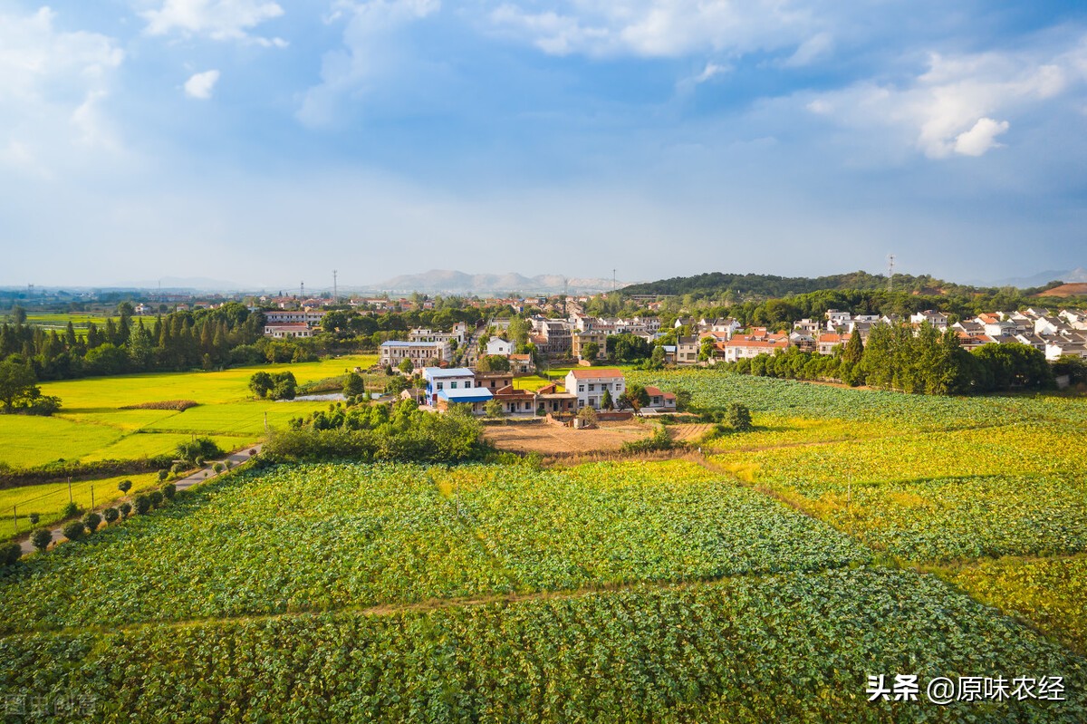 中国农业现代化：最基本特征及政策含义