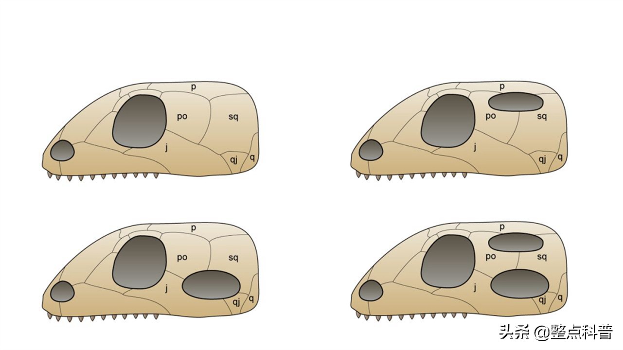 进化论的终极bug：乌龟，如何成为科学家们的“噩梦”？