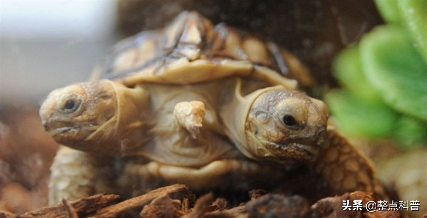 进化论的终极bug：乌龟，如何成为科学家们的“噩梦”？