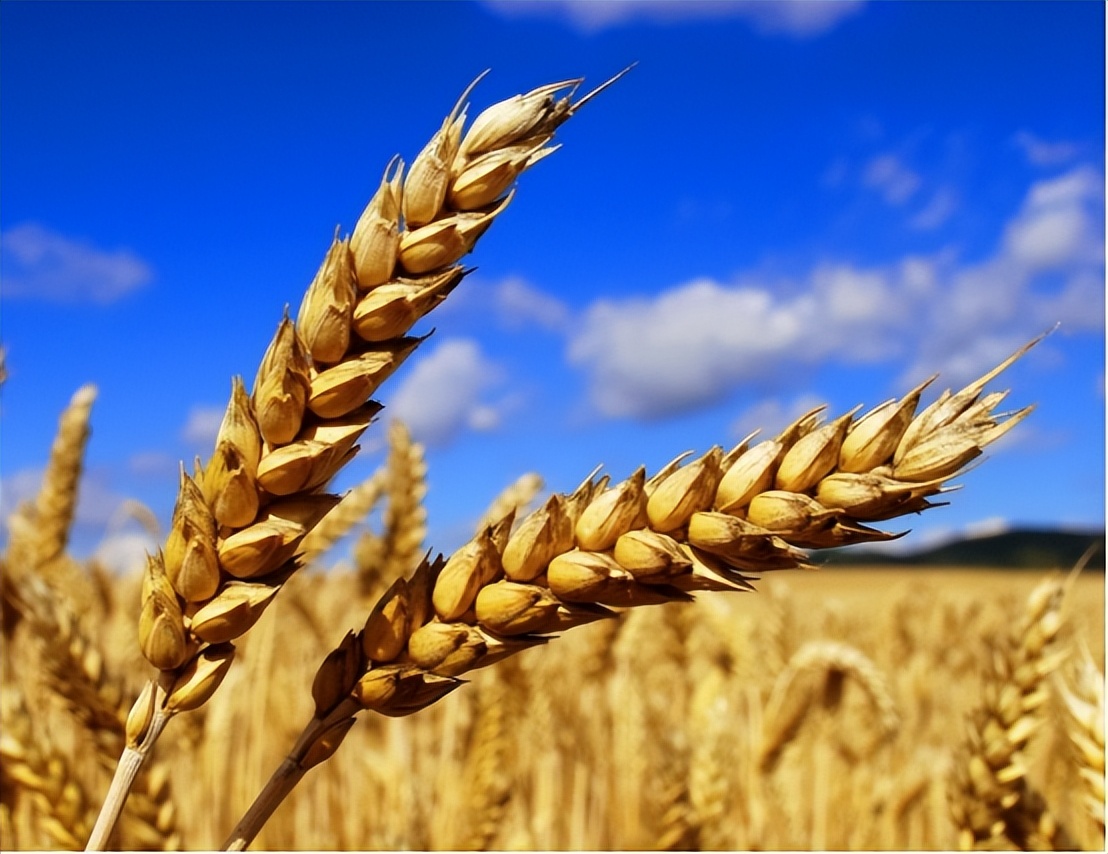 全球粮食自给率排名，法国第1美国第5，中国难道没有上榜？