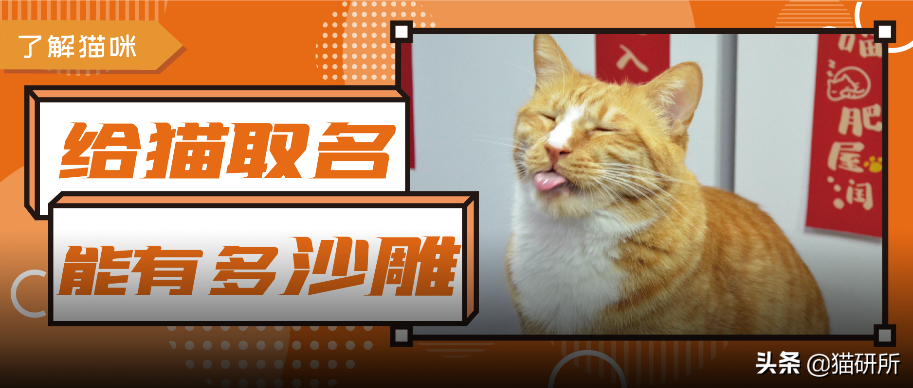 爆肝统计5000个猫名，让所有人都笑死在这些沙雕名字里