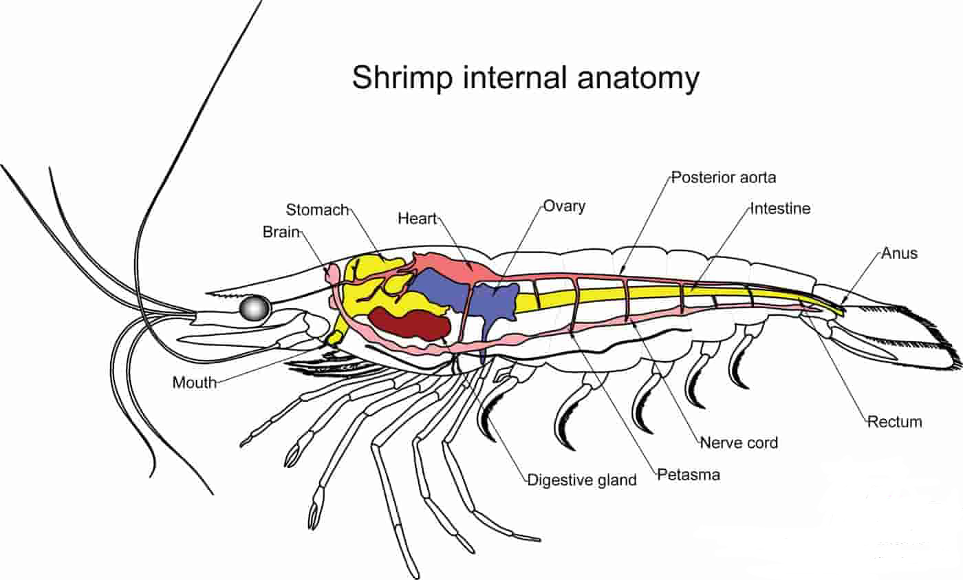虾线到底是什么东西?虾头里的"虾黄"是虾屎吗?到底能不能吃?