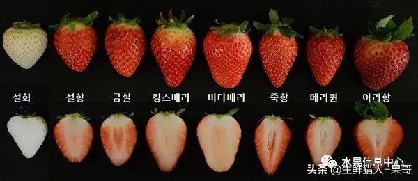 越秀草莓图片（中国草莓主要产地分布及品种介绍）