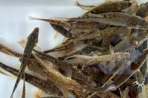 toni,又名董氏须鳅,俗名扁担钩或河石榴鱼,黑龙江各水系均有分布