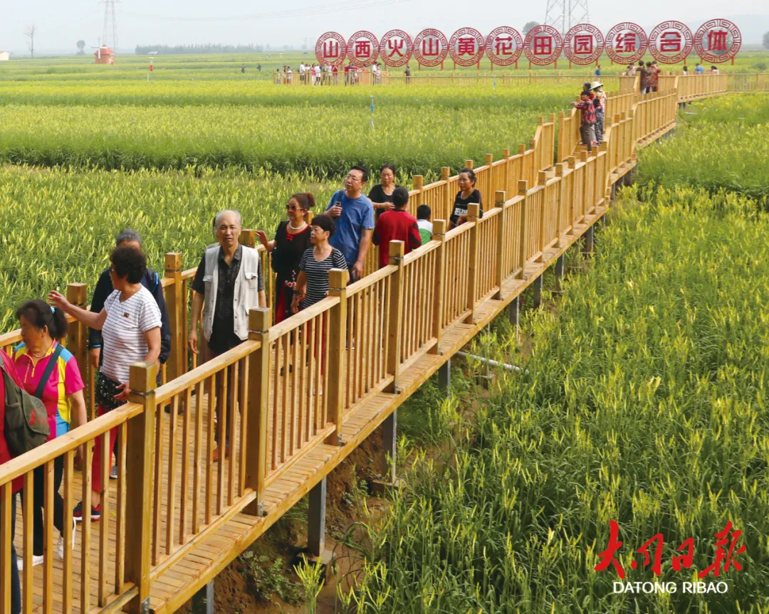 大同:“致富花”迈向高质量发展大产业 成为乡村振兴“助推器”