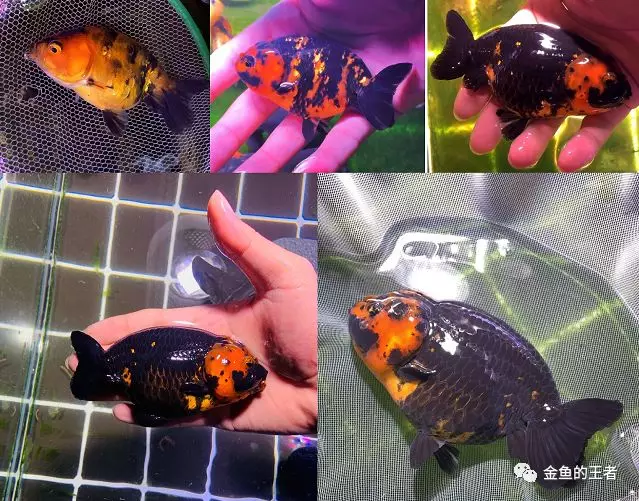 90后帅哥爱上国粹,阳台整了5缸1槽...养鱼就是在不断折腾