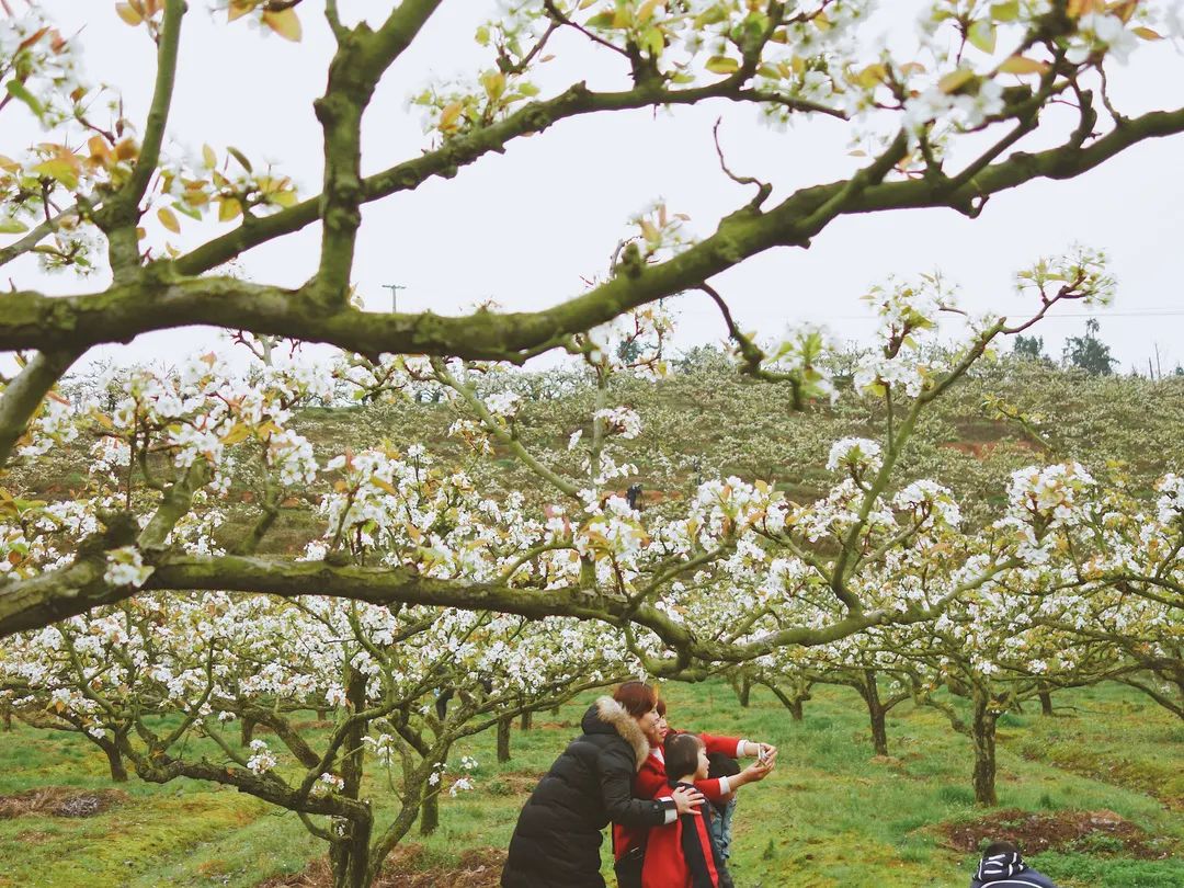 陌上花开春正美，跟着赏花地图“趣”打卡！