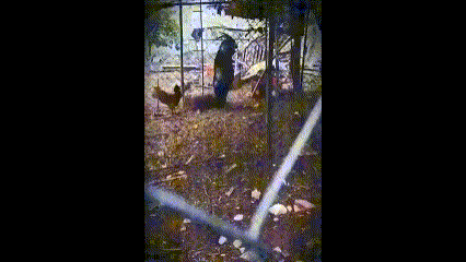 山羊人真的存在吗？山羊人什么梗