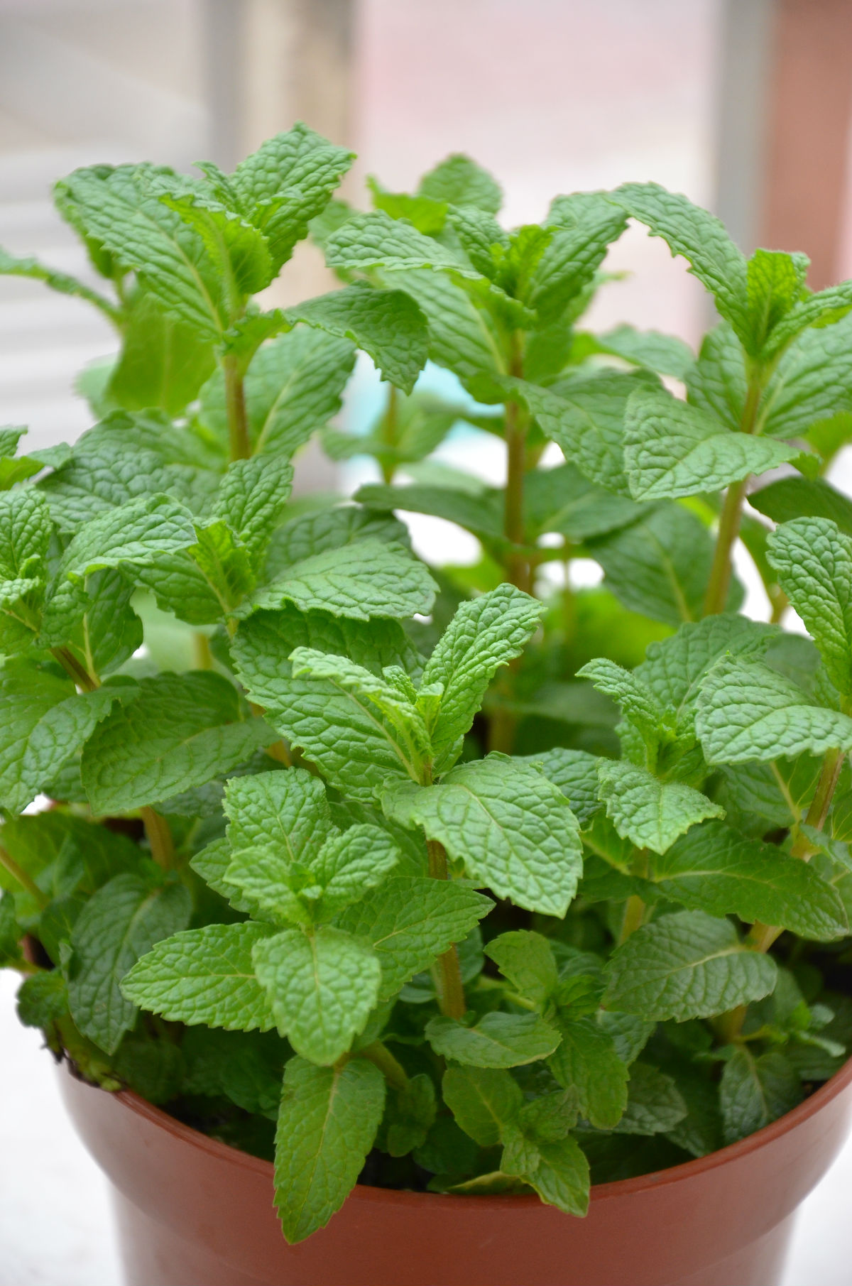 室内植物大全（40款超治愈的家居绿植介绍）