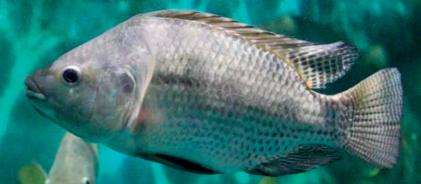 罗非鱼的真实情况：养殖现状和食用安全分析