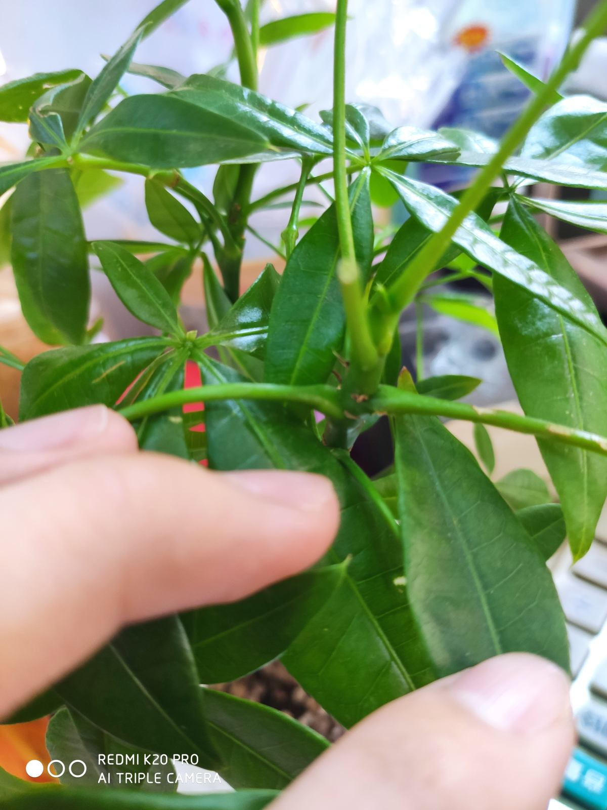 招财进宝的绿植（搬新家送什么植物吉利）