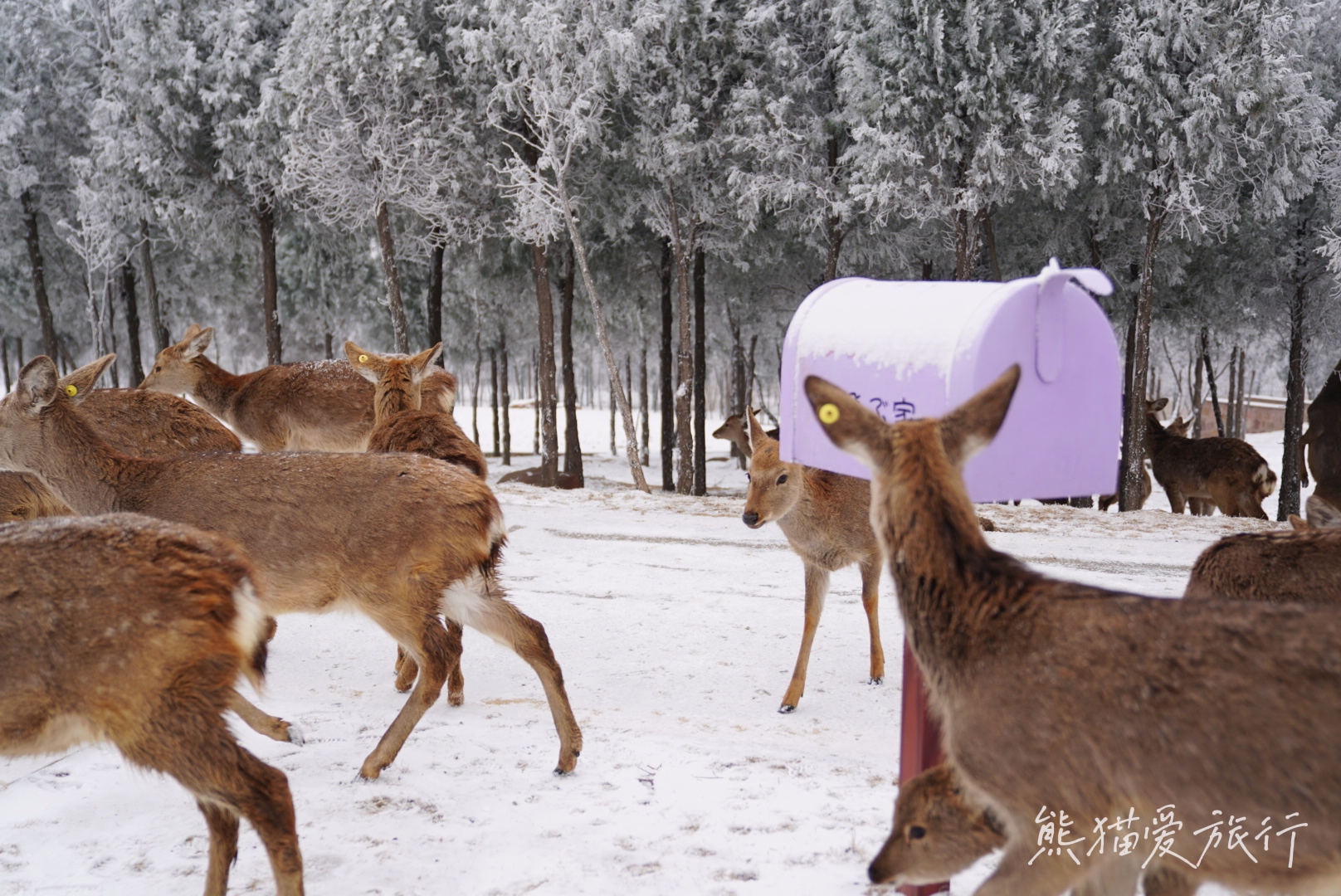 跨年春节遛娃好去处，郑州伏羲山云上牧场喂小鹿嗨玩冰雪