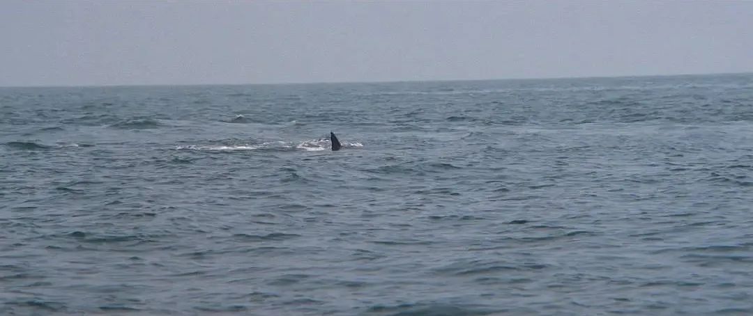 《大白鲨》和1975年之夏