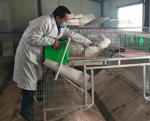 养兔户必学的一门技能，老司机教大家如何来抓兔