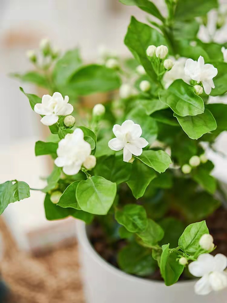 原來茉莉這樣養(yǎng)，長知識了