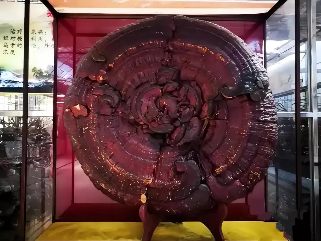 一般灵芝多少钱一斤(2013年) - 价格百科