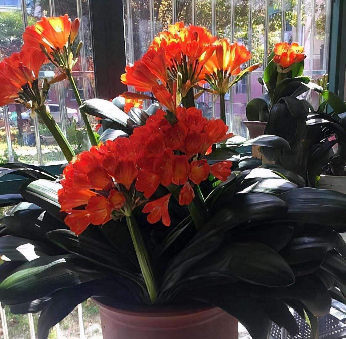 客厅养花“讲究大”，别随便，这6种，贵气不俗，养人旺家