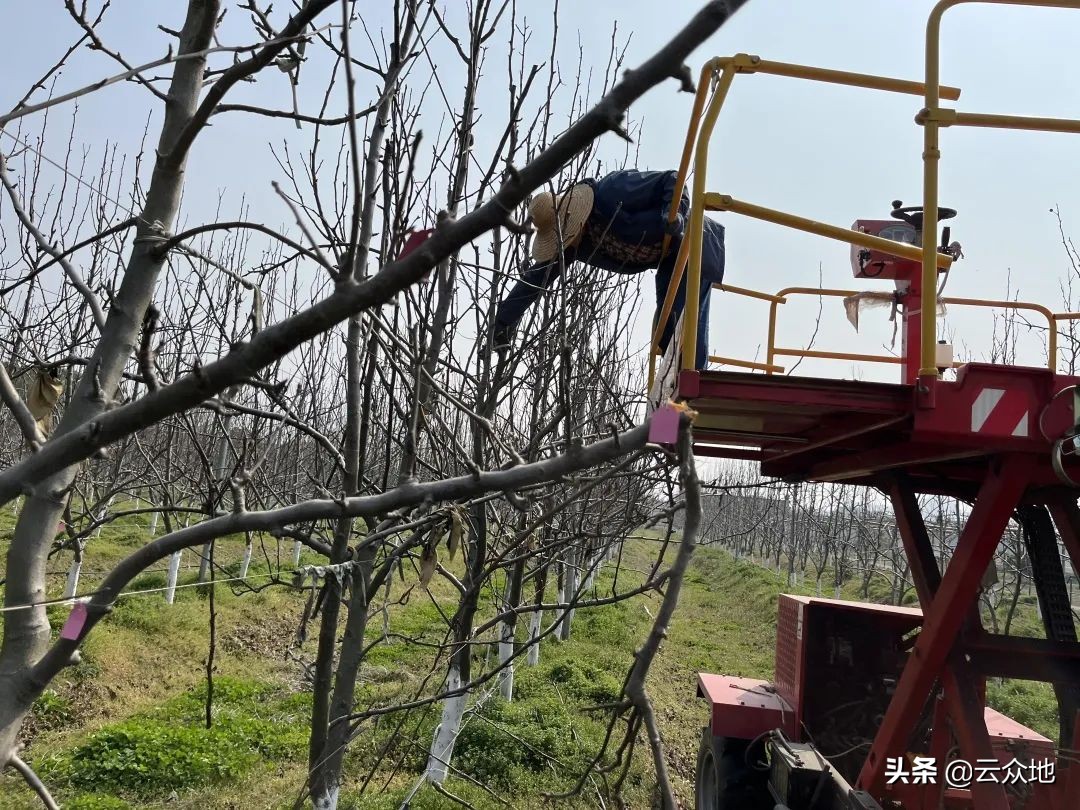 梨树修剪技术(阳春三月,梨树修剪的重要时间,梨树省力化栽培纺锤形