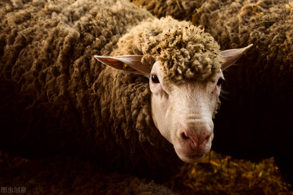 關心羊價下跌不如關心如何選種公