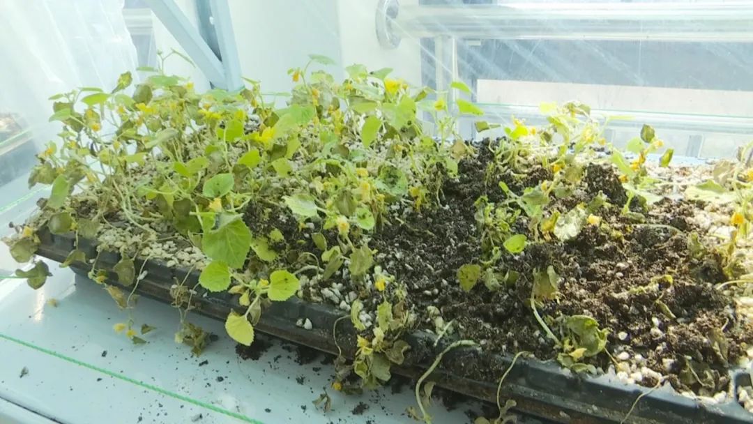 好品山东｜西瓜随便吃，种子得留下！这是啥操作？