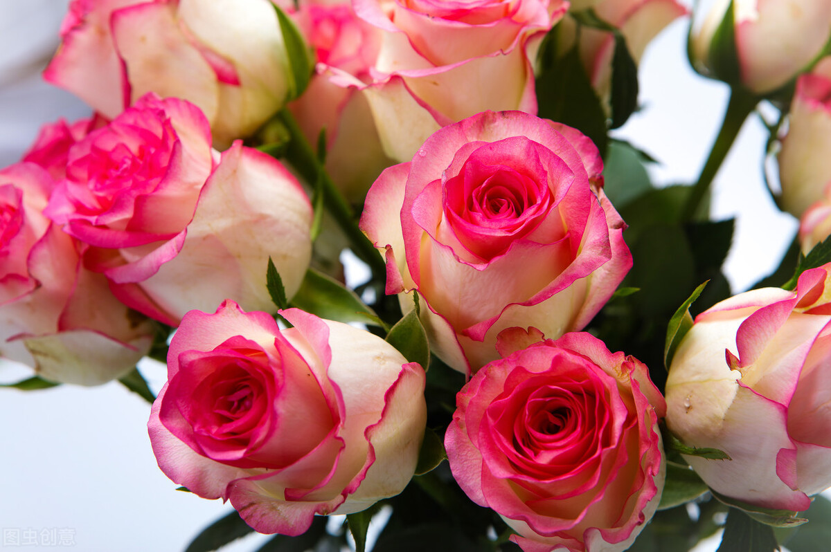 问世间情为何物，直教人生死相许