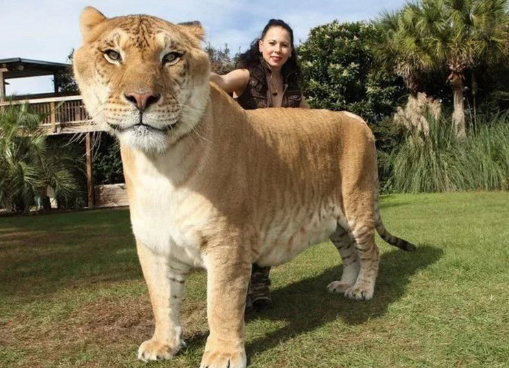 不同肤色的人种可以生育混血儿，为何黄牛和水牛却不能杂交生育？