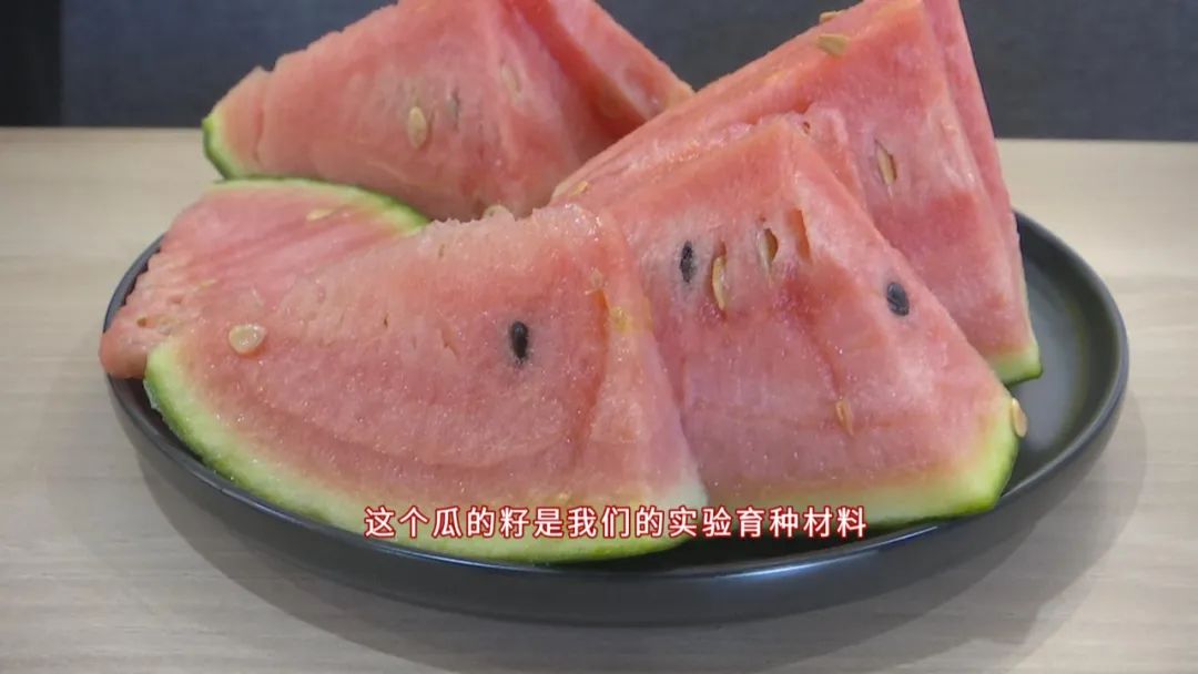好品山东｜西瓜随便吃，种子得留下！这是啥操作？