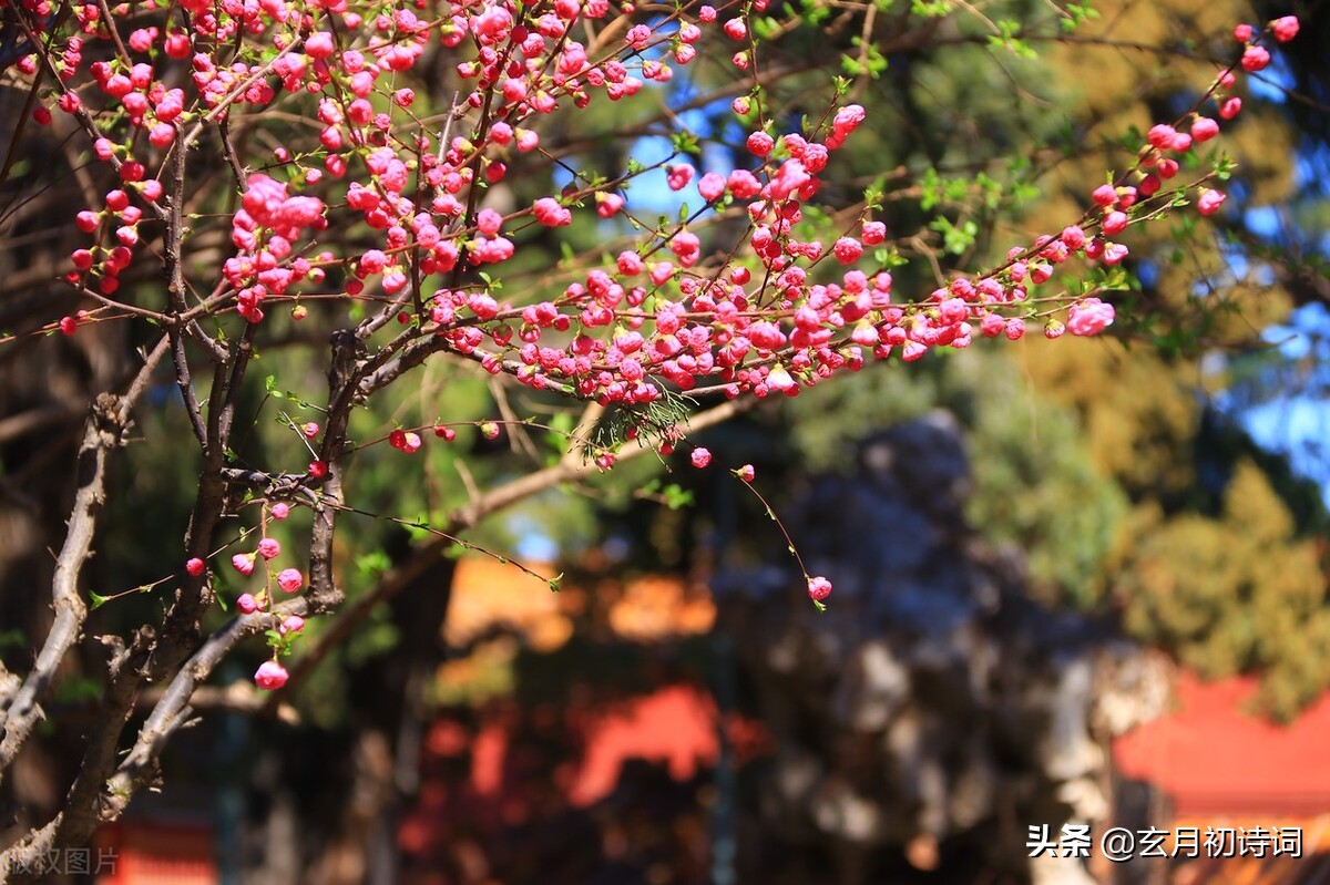 一花一令一春光，六首十六字令，吟叹春花竞艳各流芳