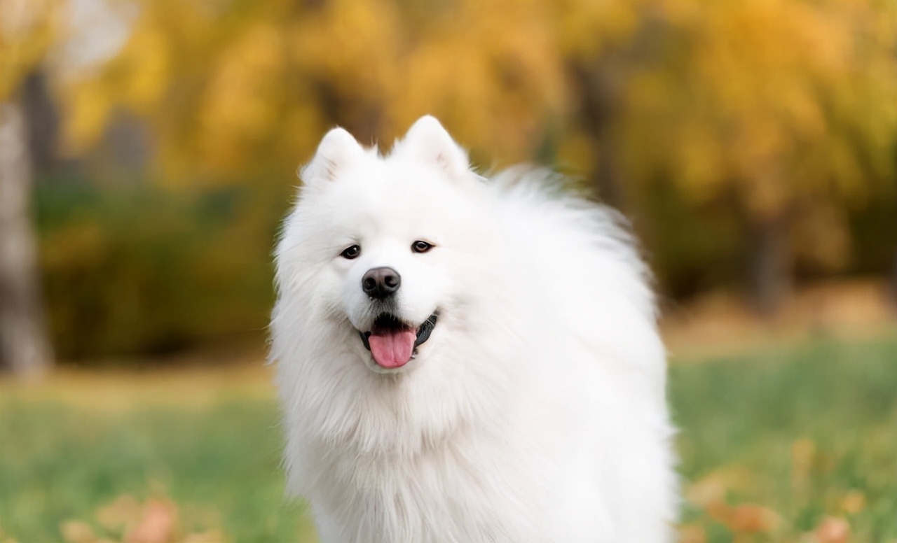 萨摩耶犬多少钱一只?