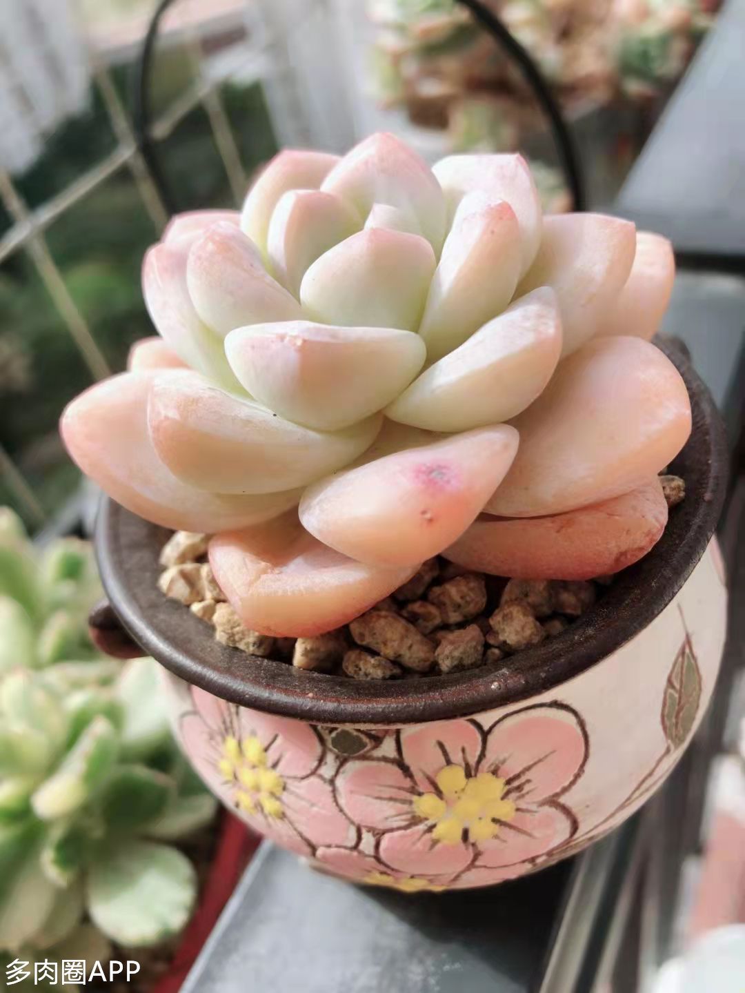 多肉葉片變黃的原因你都知道嗎 速來圍觀 天天看點