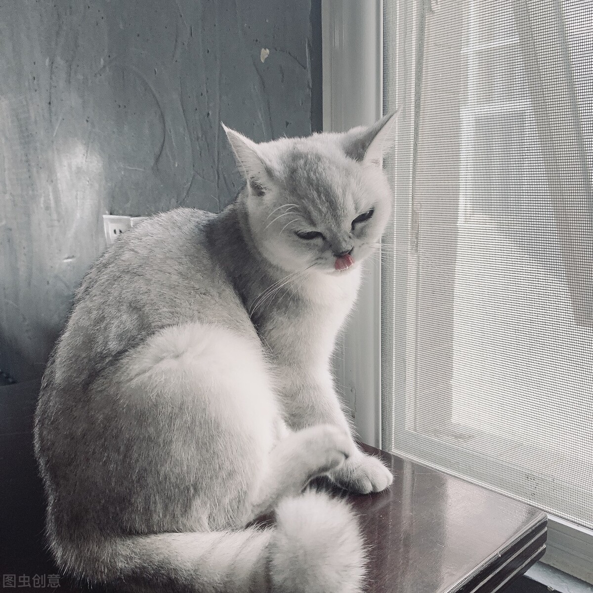 8000元一只的金渐层猫咪,凭什么卖得这么贵?