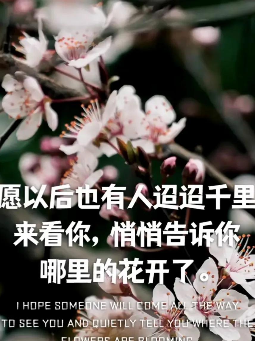 关于花的唯美文案｜你自山河林间来，惊鸿一现百花开