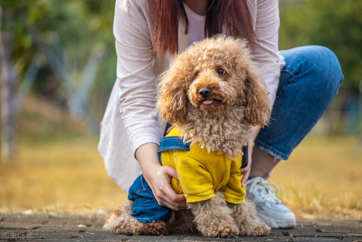 这辈子养一只泰迪犬，真的很值