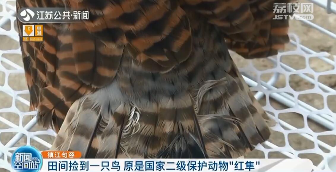 心疼！猛禽“红隼”流落句容田间 翅膀羽毛全被人剪断