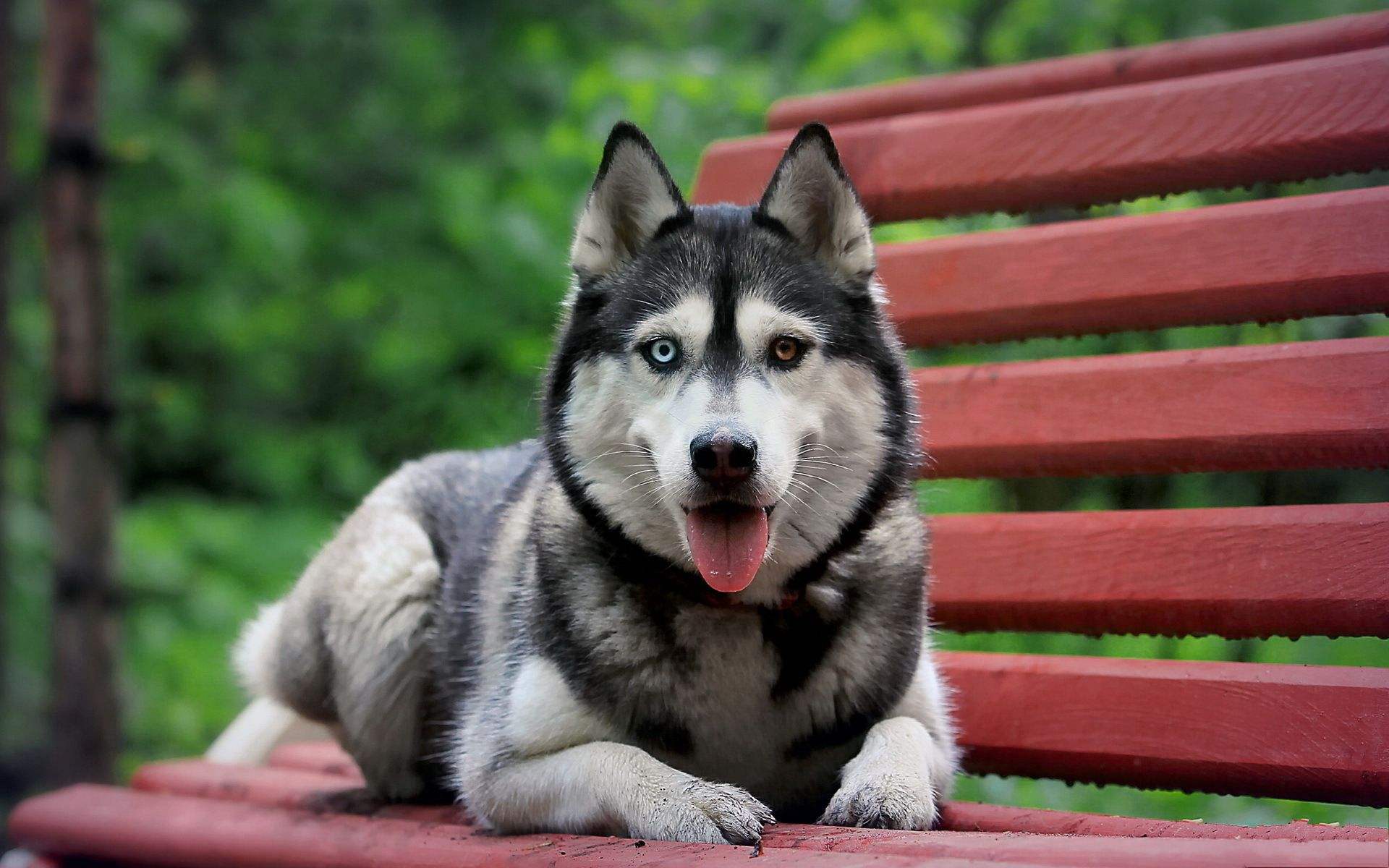 憨憨的哈士奇,身上竟有这4点"独特魅力",你发现了吗?