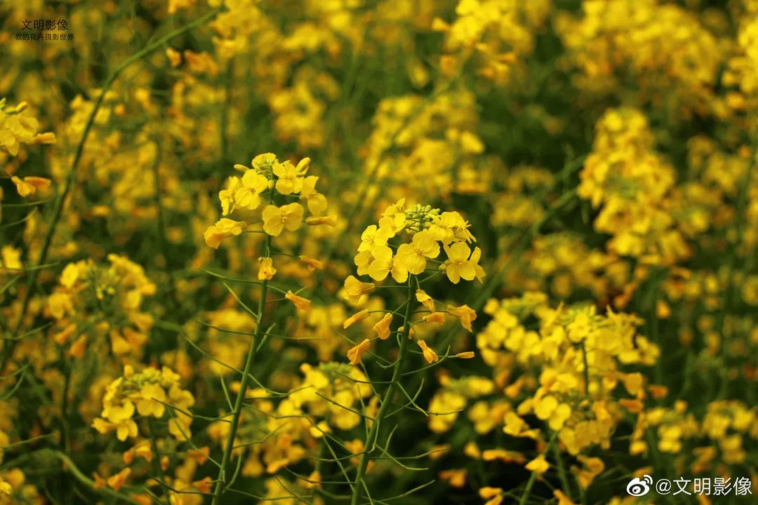 陌上花开春正美，跟着赏花地图“趣”打卡！