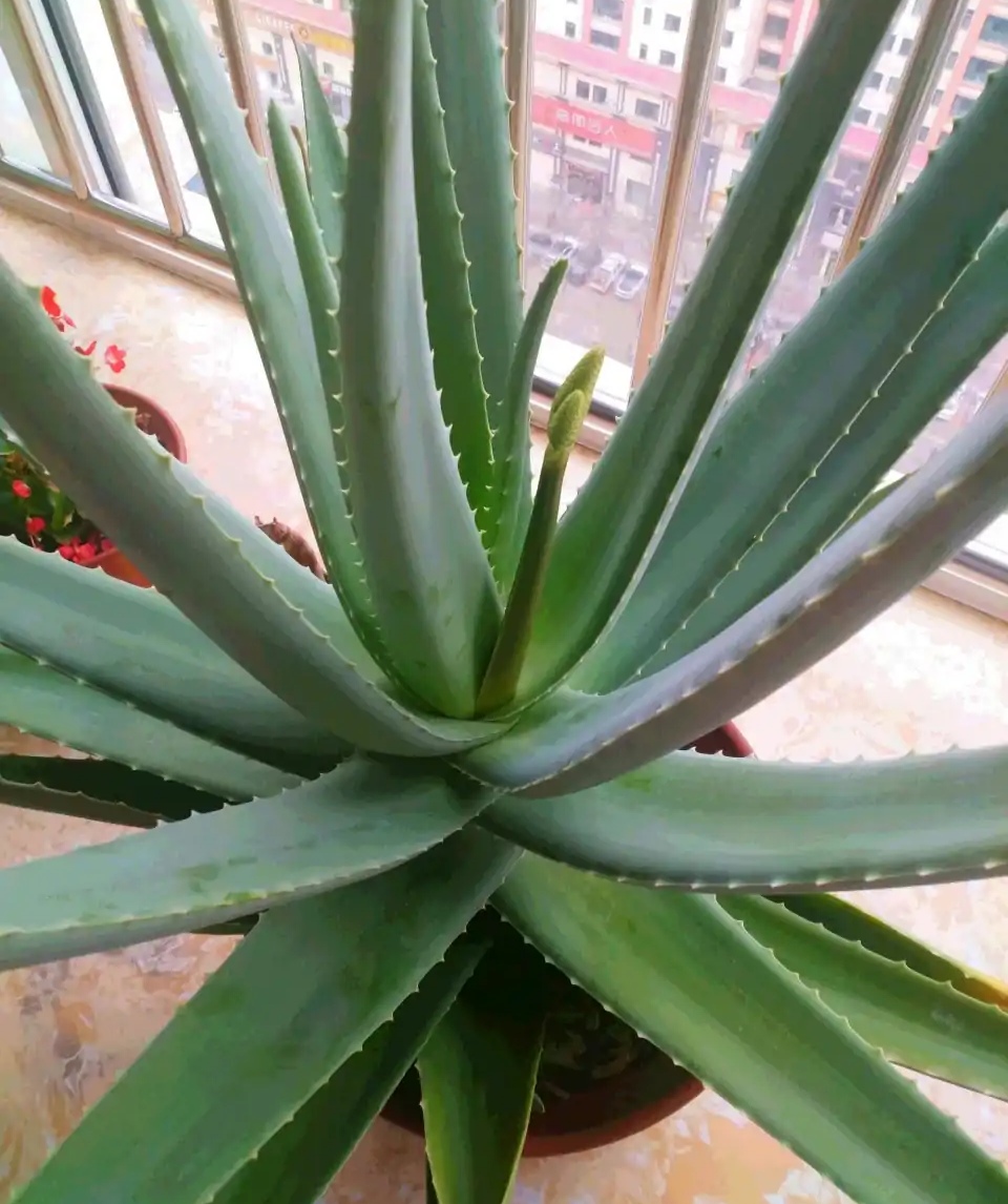飞羽竹芋是（40款超治愈的家居绿植介绍）