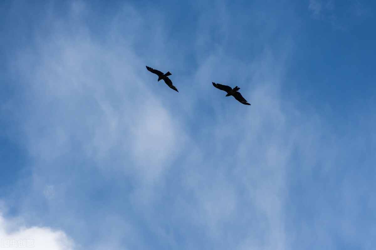 雄鹰展翅，志在四方