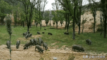 打破洋品种垄断，中国黑猪优势显现，肉吃起来就是香