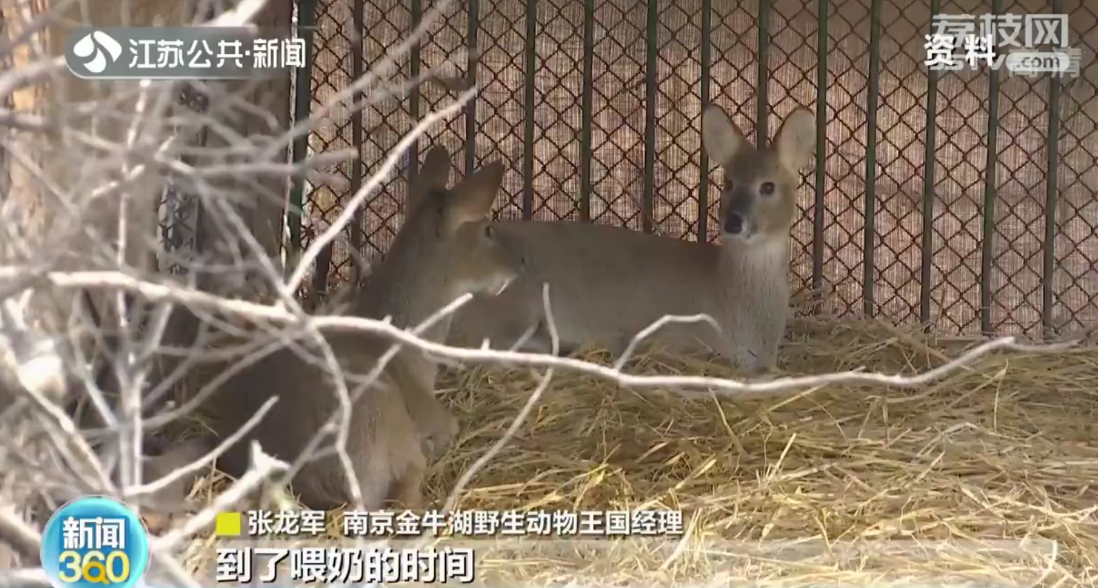 南京村民麦田捡三只&ldquo;小鹿&rdquo;竟是獐子宝宝