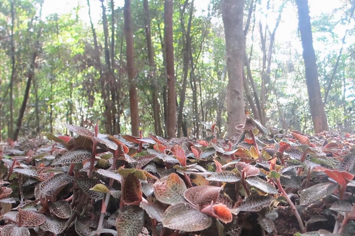 药王之称的金线莲，市场价格497.75元/斤，种植能月入万元？