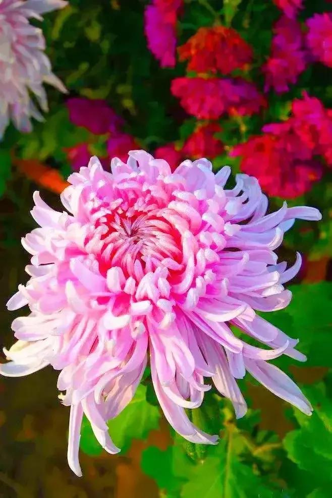 菊花图片（漂亮的菊花图案）