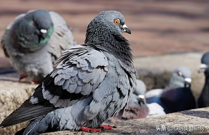 炖鸽子汤，是冷水还是开水下锅，掌握这个诀窍，营养胜过三只母鸡