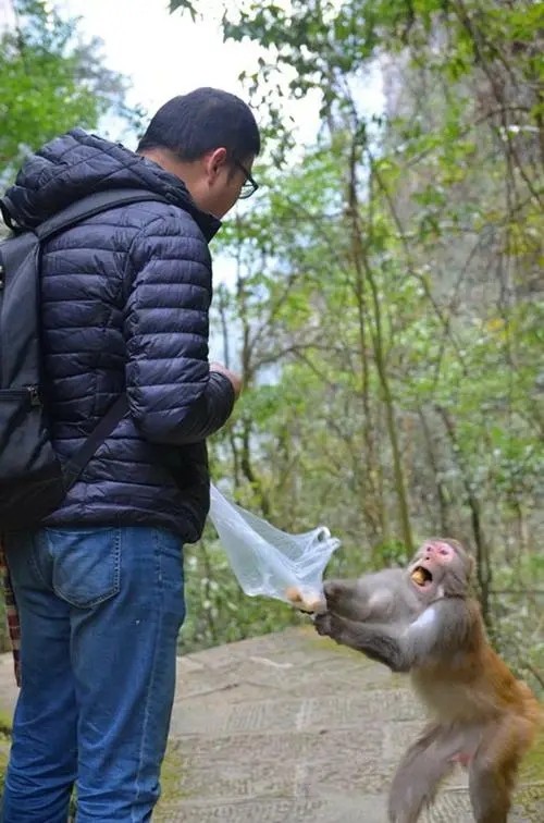 泼猴抢劫、伤人胡作非为，游客自费8000元打疫苗，景区却无人负责