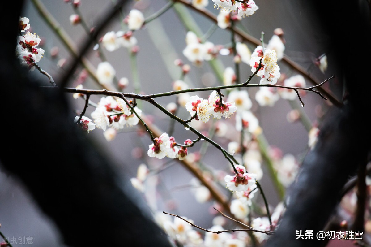 春寒梅花美诗五首：雨后春寒冽，窗下有梅花