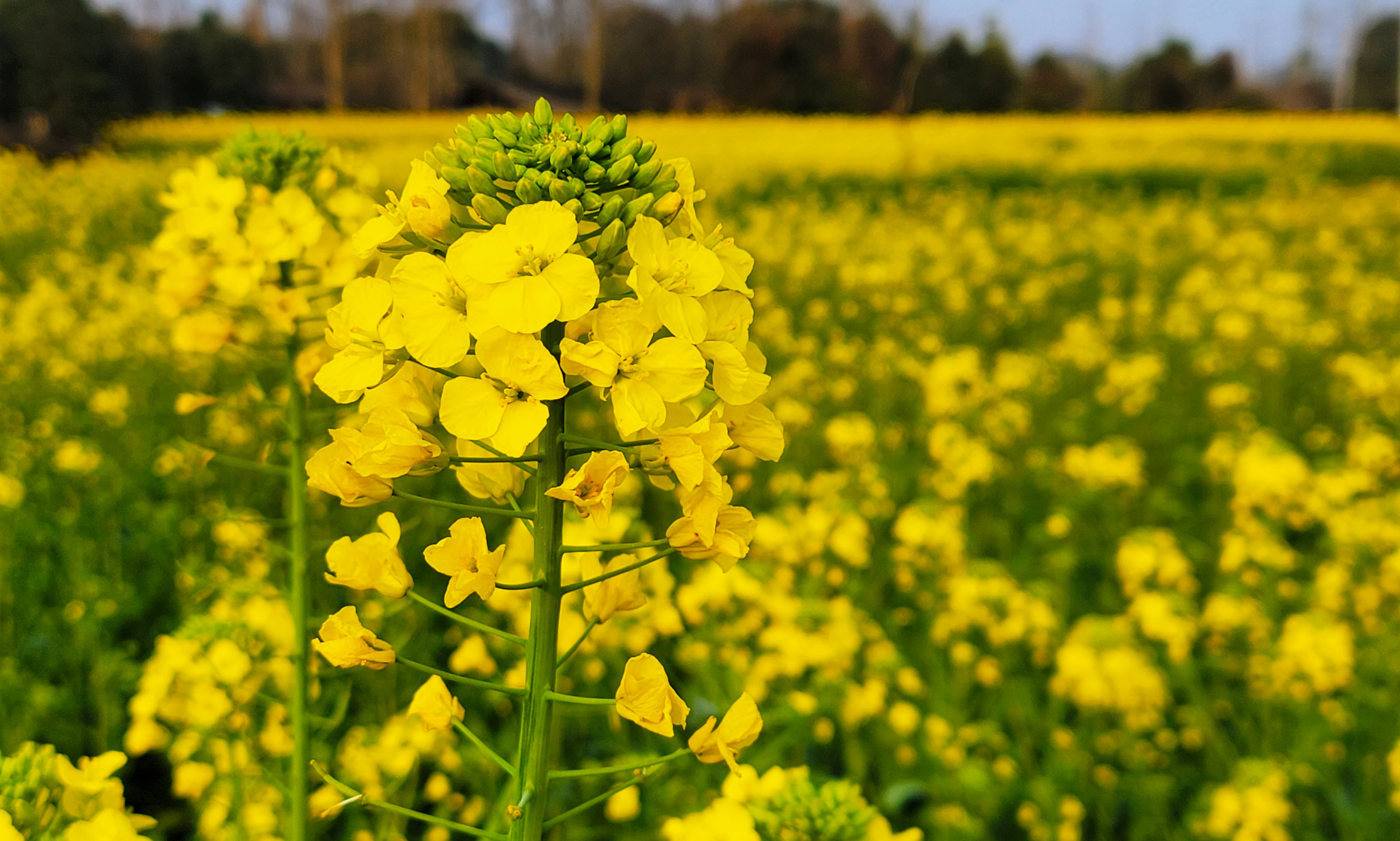 惠风吹拂菜花芳 蝶恋蜂追采蜜忙