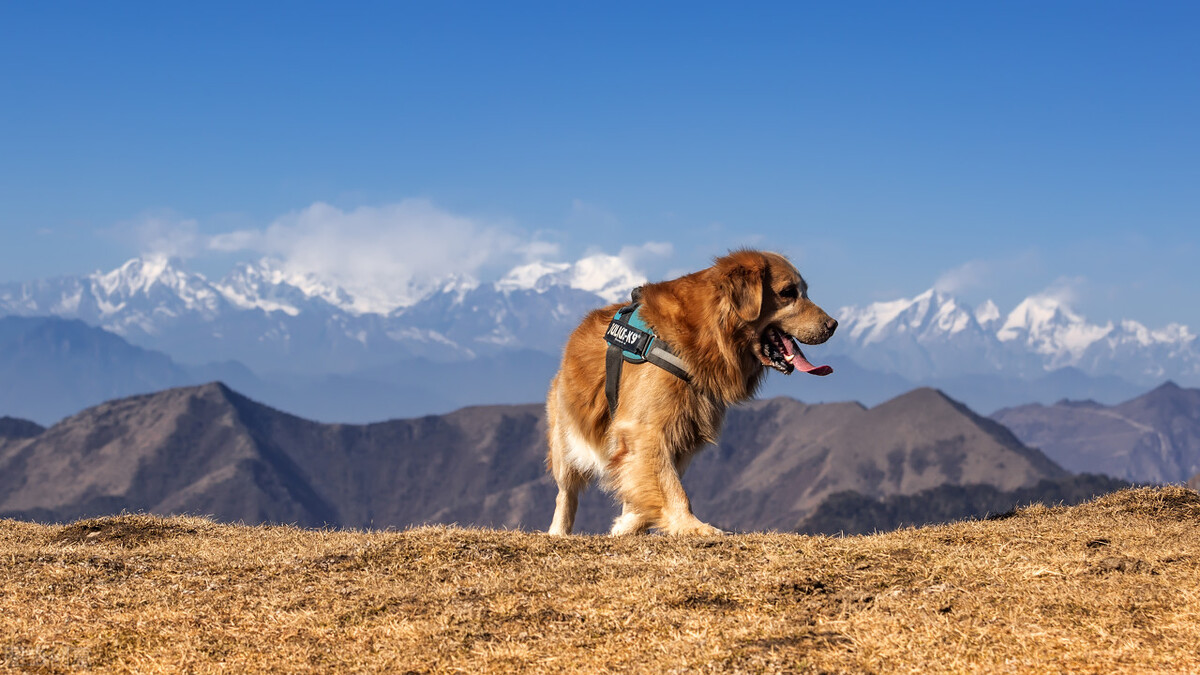 养金毛犬后，生活变化太大了，铲屎官都感叹