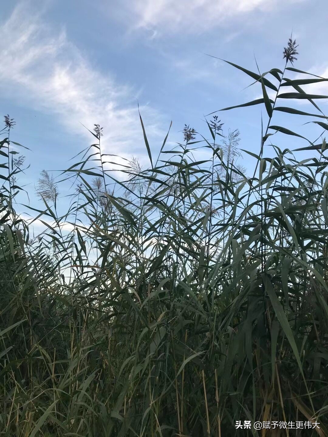 芦叶凉——枯了塘叶 白了芦花