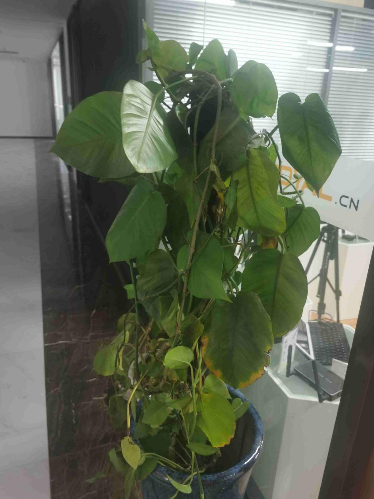 净化空气的室内盆栽植物有哪些（有效净化空气的4种植物）